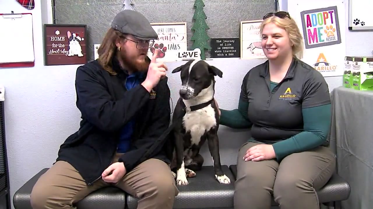 Image for story: Pet of the Week: Samuel