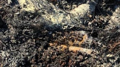 Image for story: More than 500,000 bees burned to death in Texas bee yard