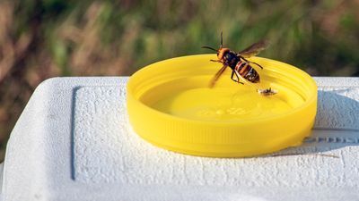 Image for story: Washington state again fails to live-track murder hornet