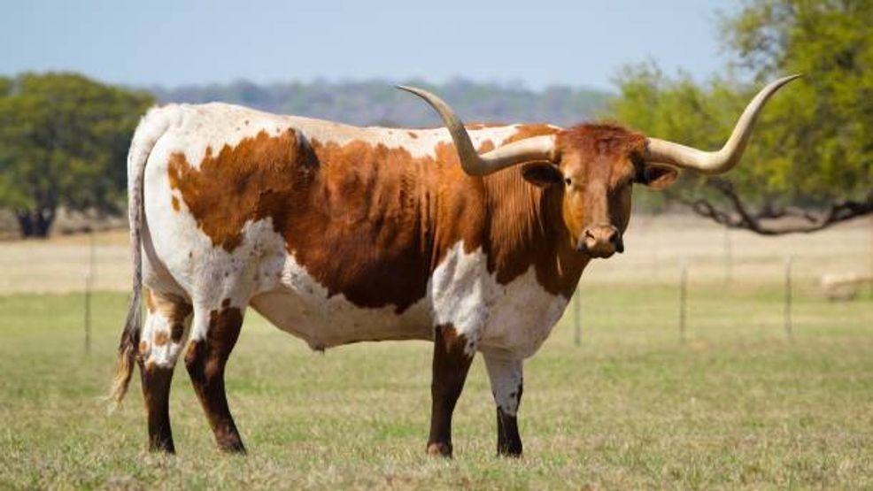 Image for story: Man and dog riding longhorn at A&M during Texas game removed from campus 