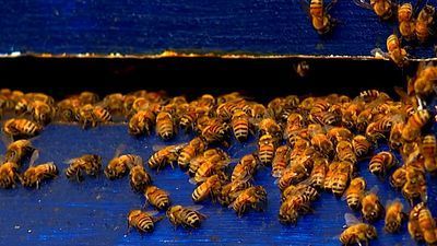 Image for story: Grandfather passes 60 years of beekeeping knowledge on to his grandson