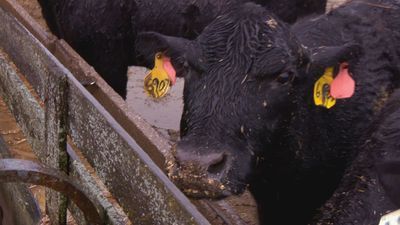 Image for story: Shortage in large-animal veterinarians creates issues for cattle, horse industry