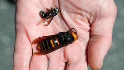 Image for story: Washington state again fails to live-track murder hornet