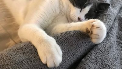Image for story: Virginia governor signs bill banning cat declawing, effective in July
