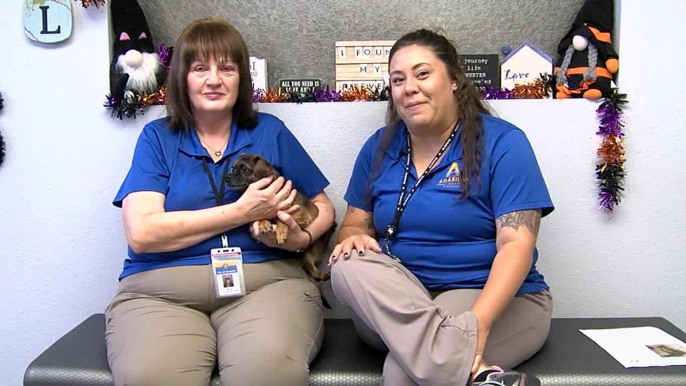 Image for story: Pet of the Week: Fisher