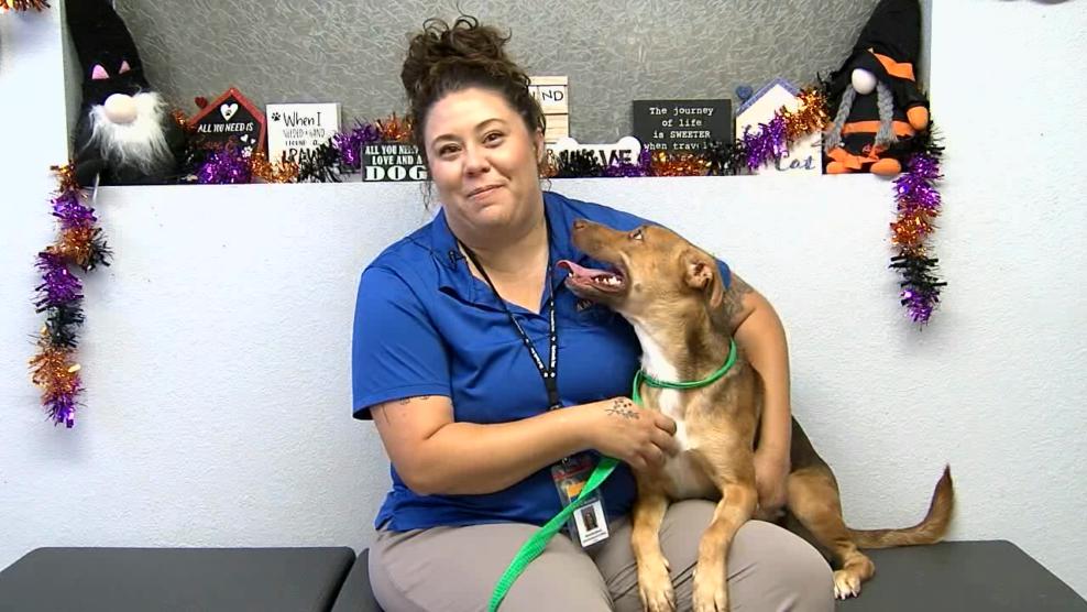Image for story: Pet of the Week: Adelaide