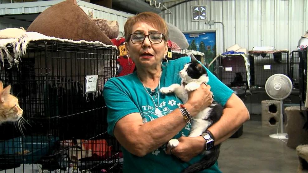Image for story: Pet of the Week: Romeo
