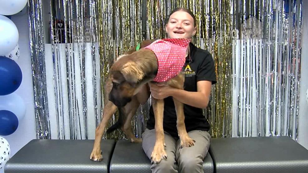 Image for story: Pet of the Week: Suni