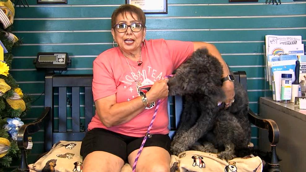 Image for story: Pet of the Week: Jovi