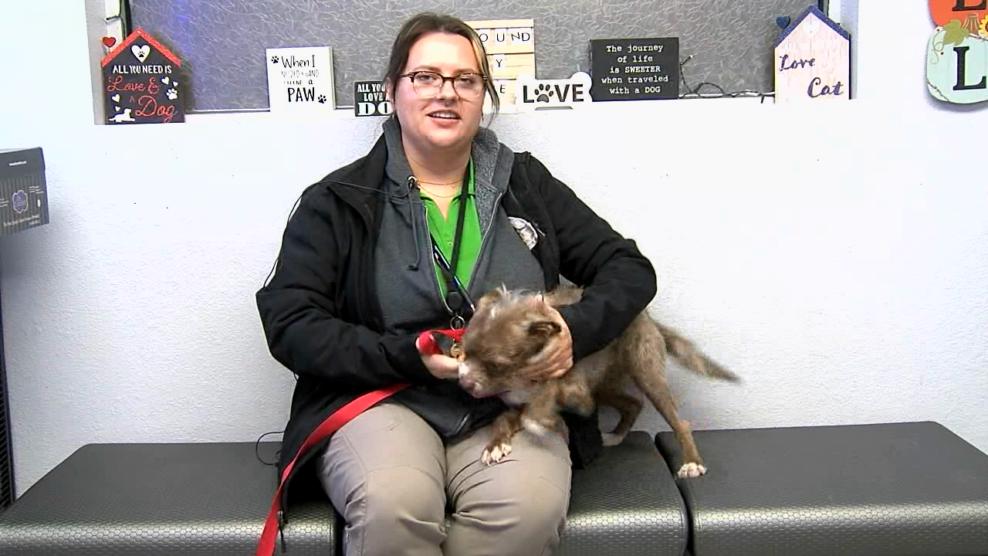 Image for story: Pet of the Week: Seti