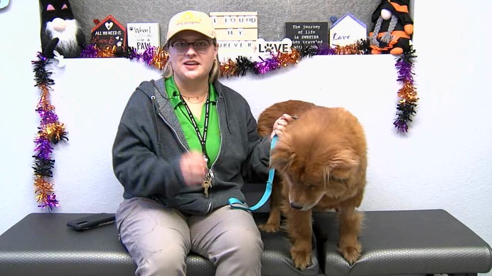 Image for story: Pet of the Week: Meiying