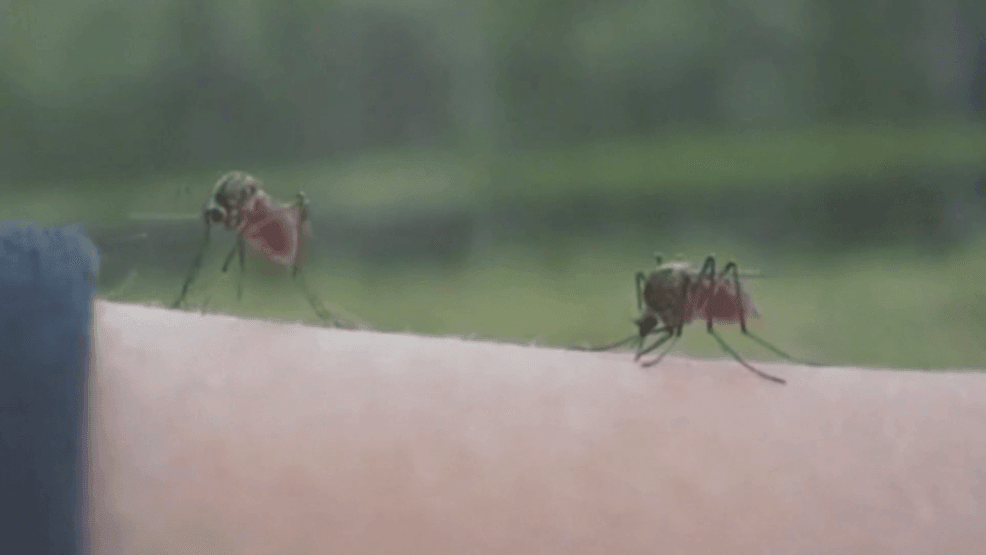 Image for story: Amarillo launches website to track West Nile virus amid mosquito season