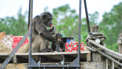 Image for story: VIDEO: Chimpanzees go 'ape-solutely bananas' for Santa's visit at Florida safari