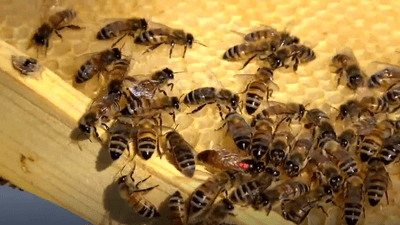 Image for story: Benefits of beekeeping in the TX Panhandle
