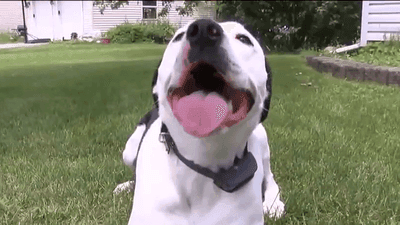 Image for story: How to keep your pets safe in severe weather